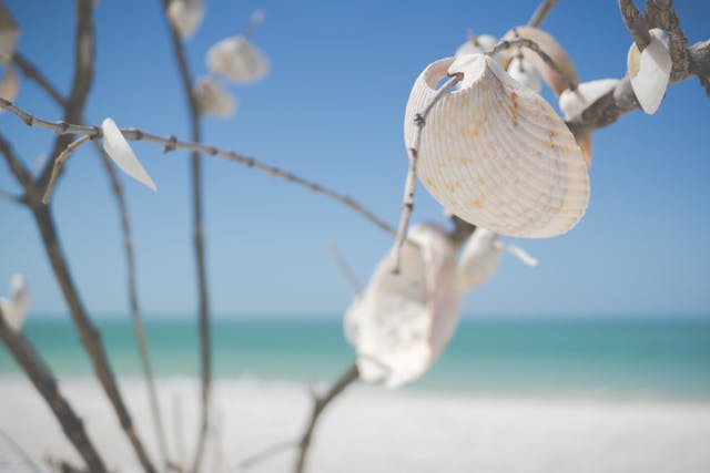 up close of sea shells on a sunny beach